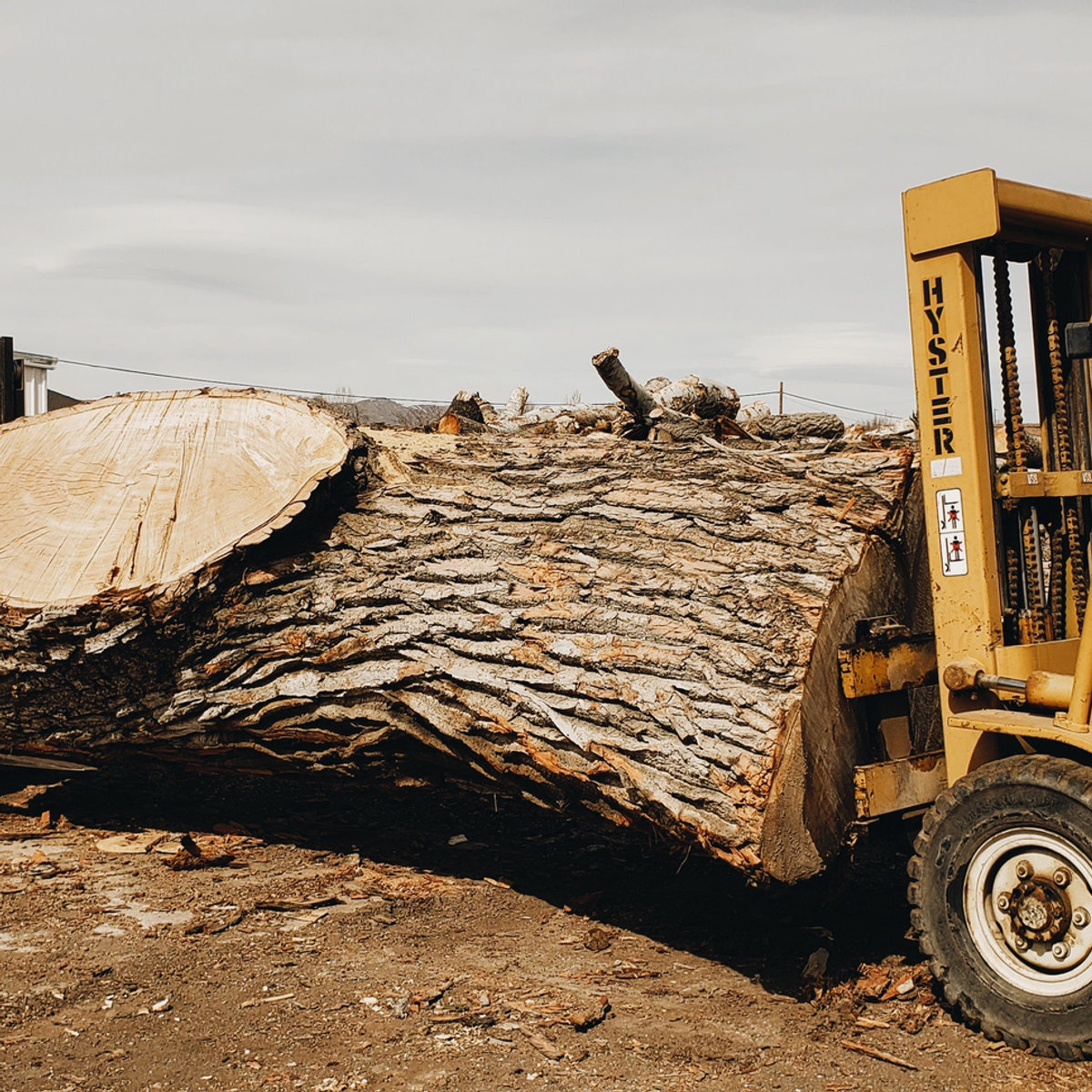 A Hyster forklift moving a massive salvaged log at the sawmill yard