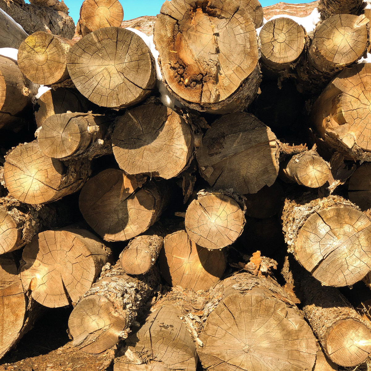 Stacked log ends showing growth rings